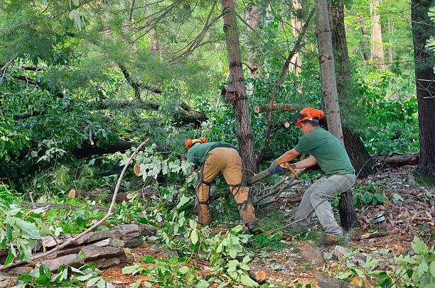 The Steps Involved in Our Tree Care Process in Danville, VA